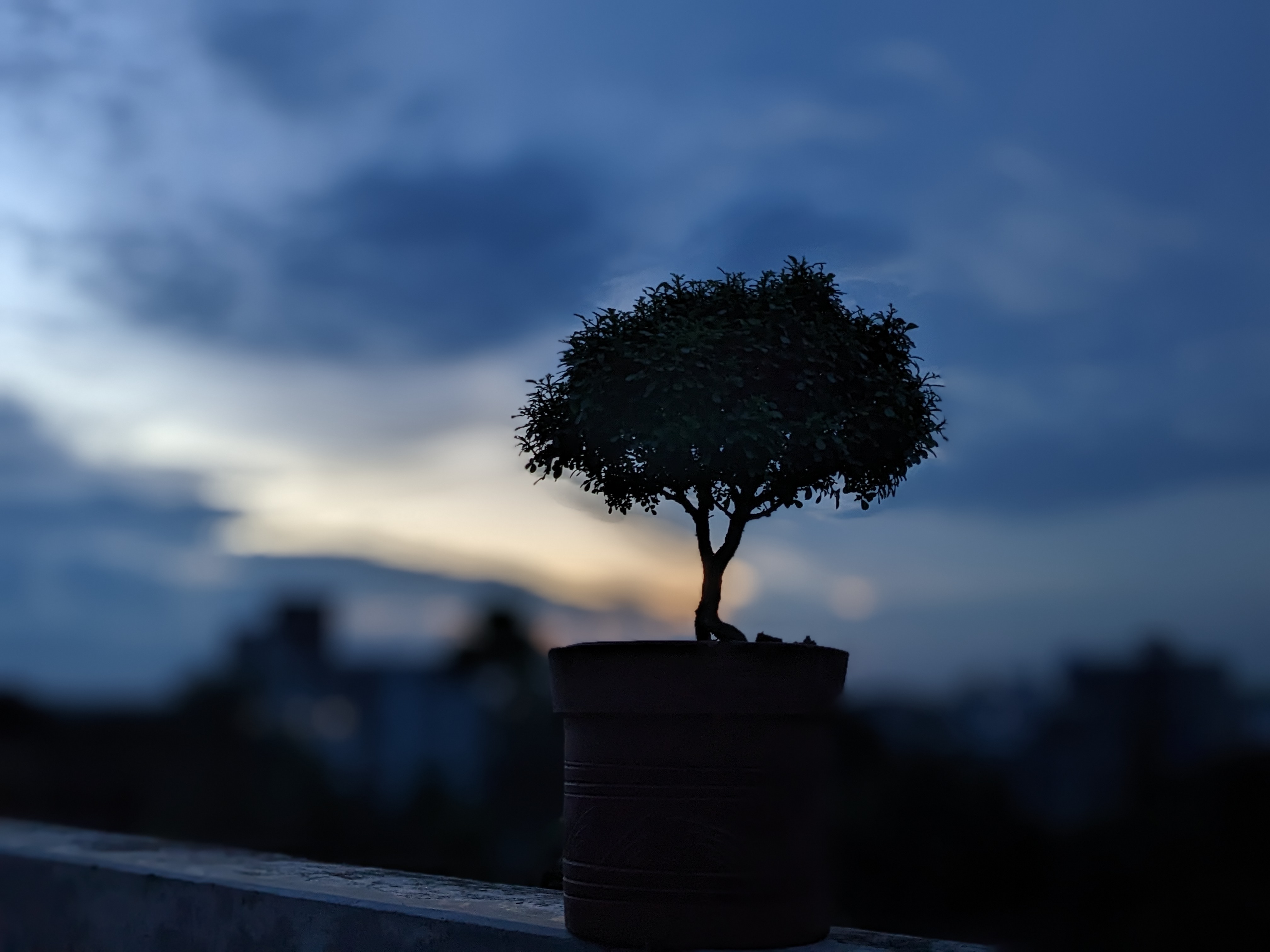 Small bonsai plant in a pot during sunset with a blurry city background by miqdad23.