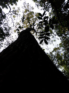 Low angle view of a tall tree trunk stretching into the green canopy by miqdad23.