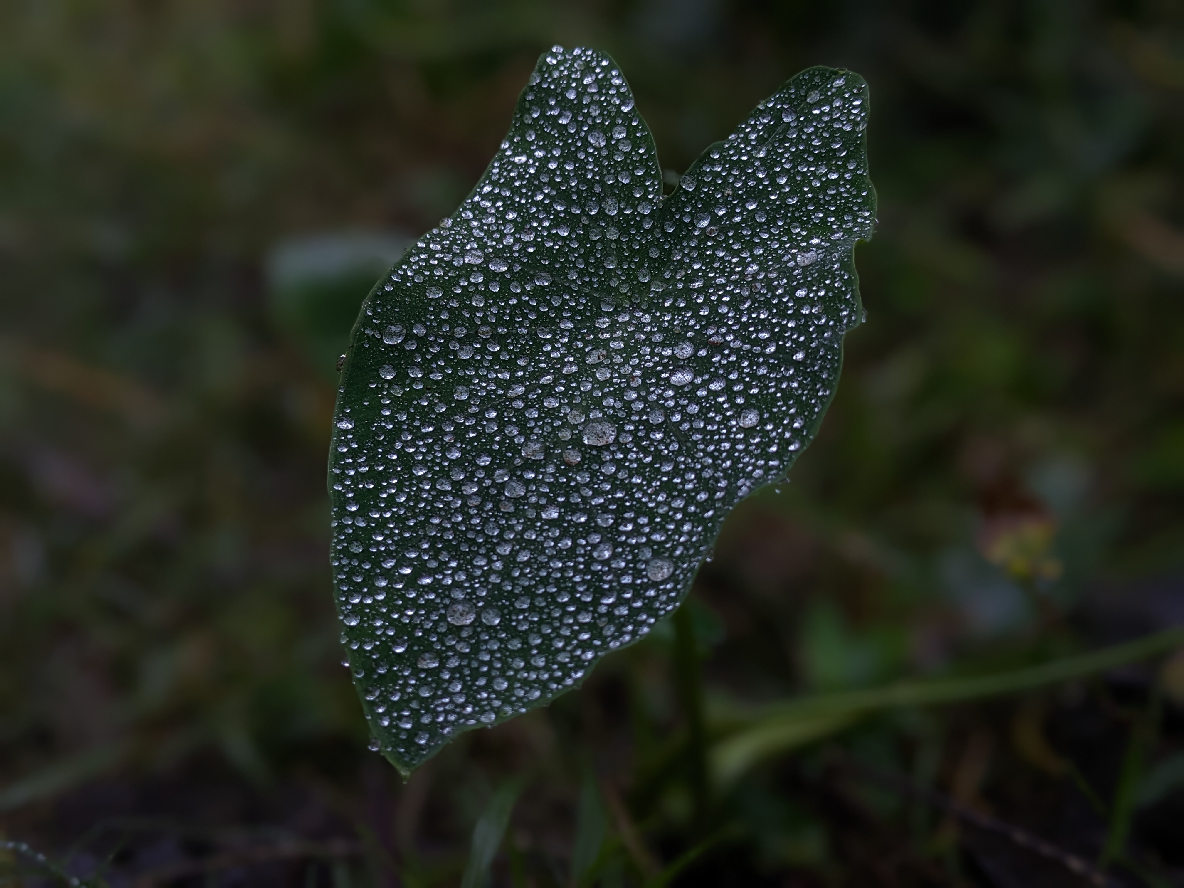 Heart-shaped leaf covered in hundreds of tiny water dewdrops by miqdad23.