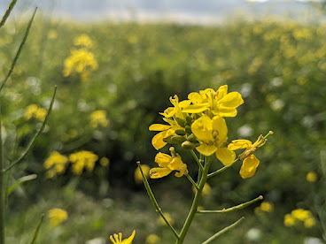 Vibrant yellow mustard flowers in a rural field captured by miqdad23.