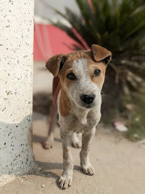 Portrait of a small brown and white puppy looking at the camera by miqdad23.