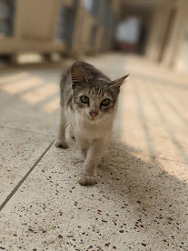 A tabby cat walking toward the camera in a sunlit hallway by miqdad23.