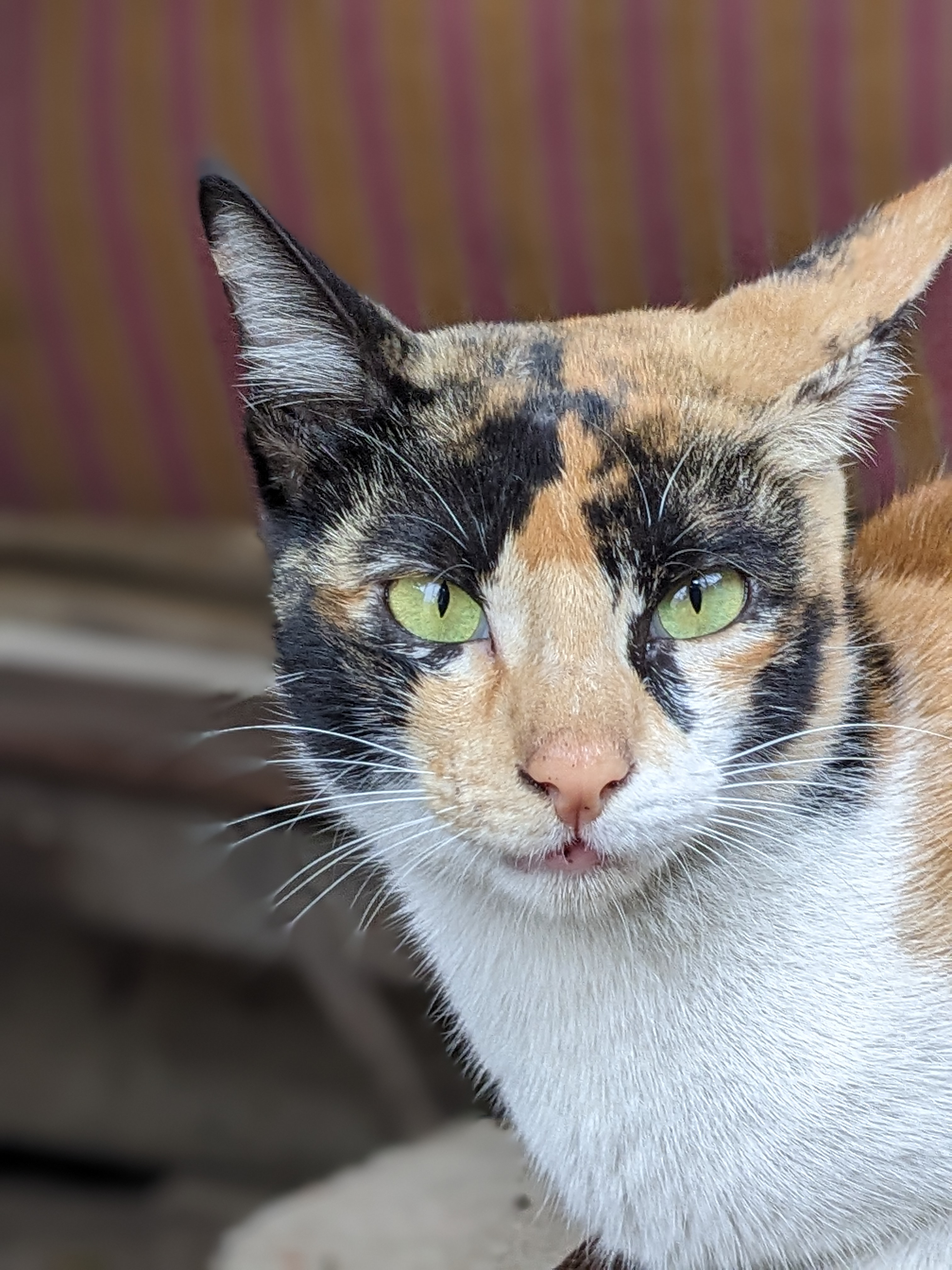 Close-up portrait of a tricolor calico cat with green eyes by miqdad23.