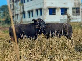 Two water buffaloes grazing in a dry field under bright sunlight by miqdad23.